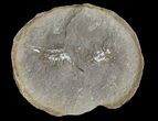 Unidentified Fossil Shrimp (Pos/Neg) - Mazon Creek #70616-3
